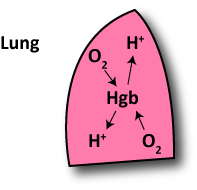 Lung oxygen exchange with hemoglobin